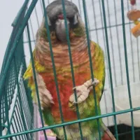 طوطی گرینچیک