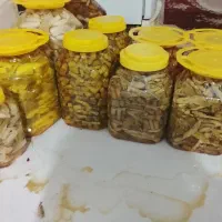 ترشی بیلهر وه نری