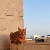 گربه|حیوانات|شیراز, گویم|دیوار