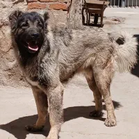سگ سرابی|سگ|سراب, |دیوار
