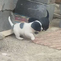 توله سگ پاکوتاه