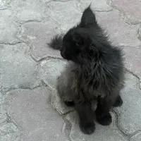 سگ پاکوتاه