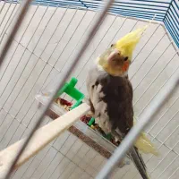عروس هلندی فروشی