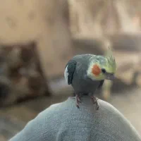 گمشده پرنده عروس هلندی