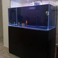«آکواریوم Red Sea / فرصت استثنایی