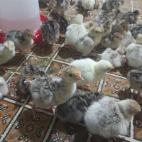 بوقلمون