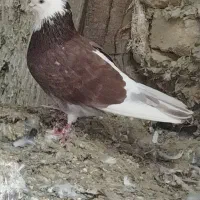 پرنده|پرنده|زابل, |دیوار