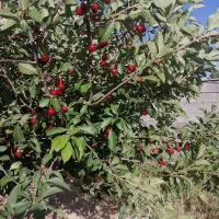 بهترین-باغ-شهری-استان-فارس