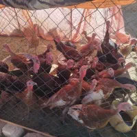 بوقلمون ماده