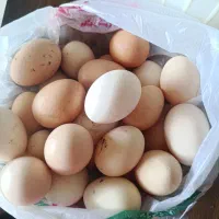 تخم مرغ محلی ارگانیک خوراکی ونطفه دار