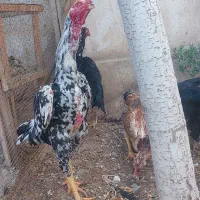 تخم مرغ نطفه دار لاری اوشامو