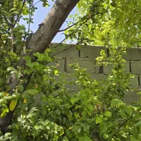 باغچه و باغ / کارت اب /انگوری بارده