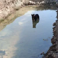 سگ گله|سگ|الموت, |دیوار