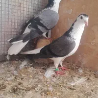 کبوتر دستگردی،زری جودی