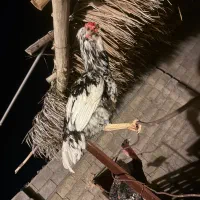 خروس گلین اصل