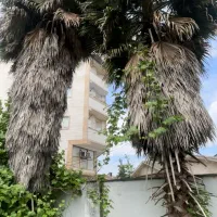 درخت پالم نخل تزئینی