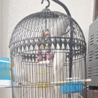 قفس پایه دار عروس