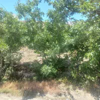 باغ ۶۰۰متری درمحله حصار طرقبه