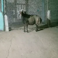 بره
