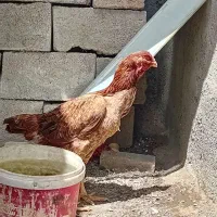 مرغ لاری