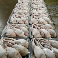 بلدرچین کشتار روز