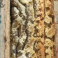عسل طبیعی و درمانی