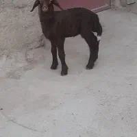 فروش بره نر