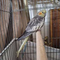 عروس هلندی ماده مرواریدی