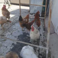 مرغ و خروس محلی