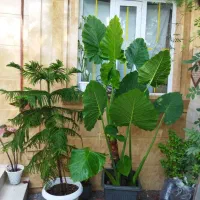 گل بابا آدم بزرگ