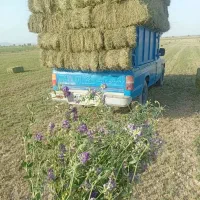 یونجه