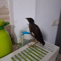 جوجه مینا
