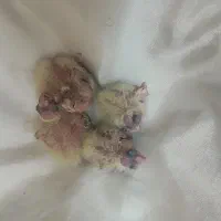 جوجه عروس هلندی