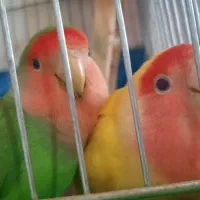 جفت طوطی برزیلی (لاوبرد) صورت هلویی