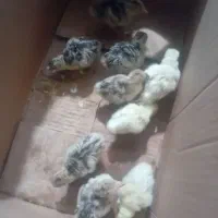 جوجه بوقلمون
