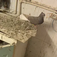 سرکه ای دوم‌سفید اث ماده