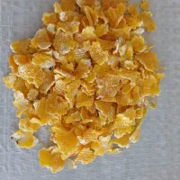 استارتر گوساله اجیلی شیری گاو پر شیر