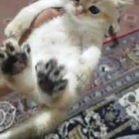 گربه نر نژاد بریتیش