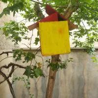 لانه پرنده