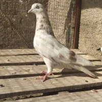 ماده تکپر آس