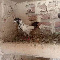 کبوتر