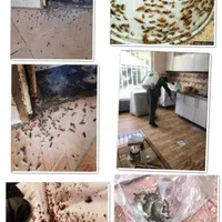 سمپاشی تخصصی ساس سم پاشی سوسک موش کنه۱۰۰٪سراسرمشهد