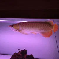 ماهی آروانا سوپررد اندونزی