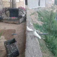 کفتر  پرشی