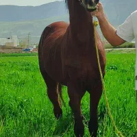 باشگاه سوارکاری