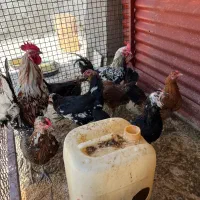 مرغ و خروس گلین