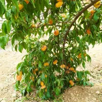 هلو|خوردنی و آشامیدنی|زالیان, |دیوار