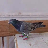 کبوتر رنگی