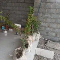 نهال انبه.زیتون.جم