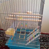 قفس عروس هلندی